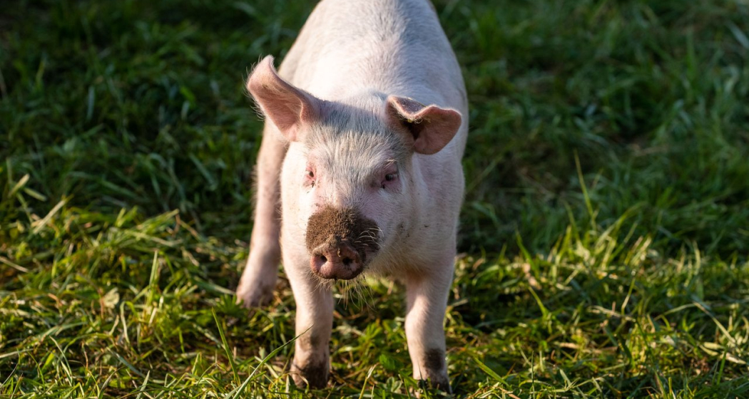 Schwein auf der Weide