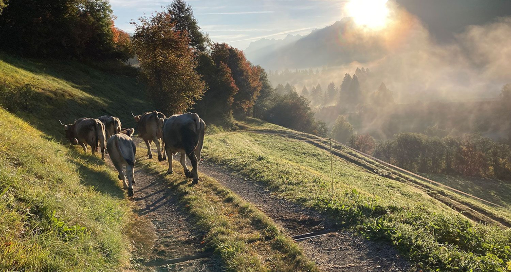 Kühe mit Sonne Kühe mit Sonne