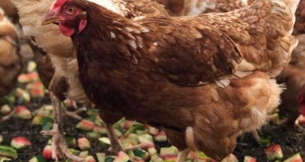 Biobarnom (oua_74678697_image)