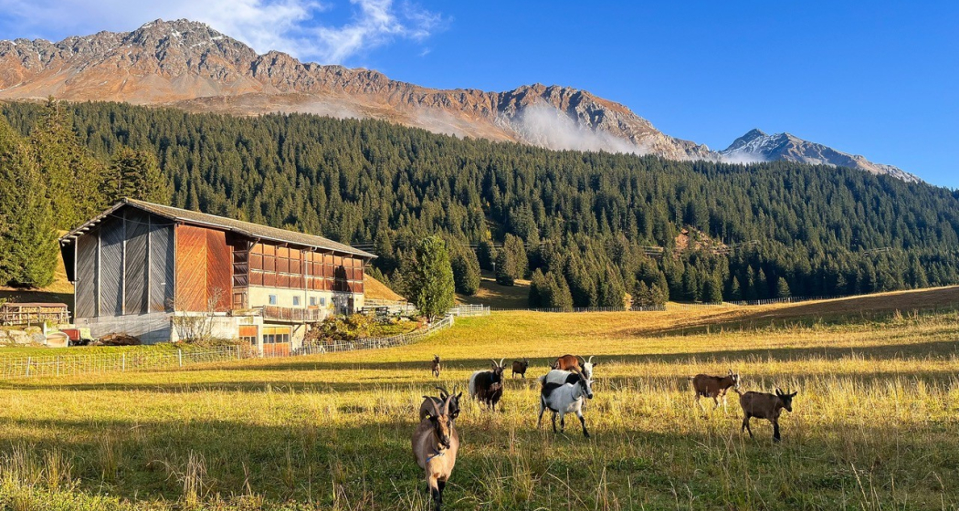 Hofansicht_Hof_Lajet