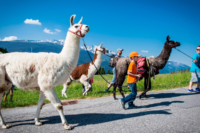 Das Foto zeigt eine Familie die einen Ausflug mit Lamas macht