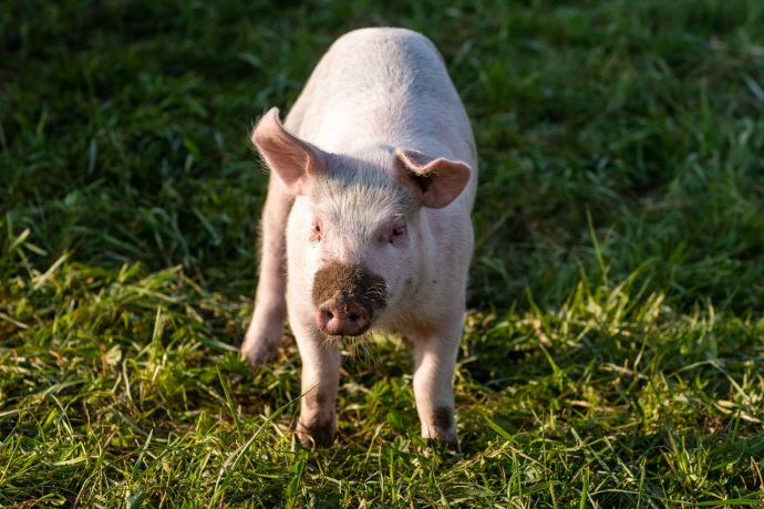Schwein auf der Weide