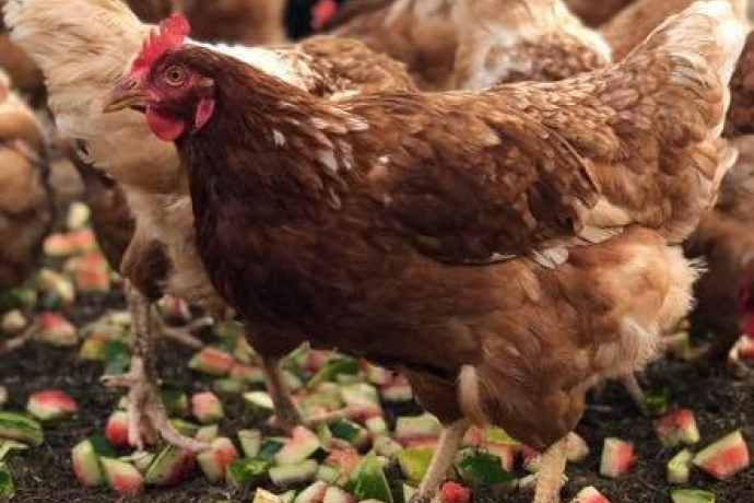 Biobarnom (oua_74678697_image)