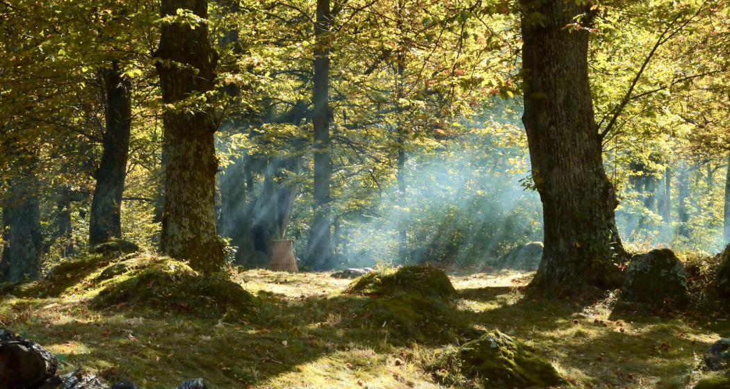 Kastanienwald