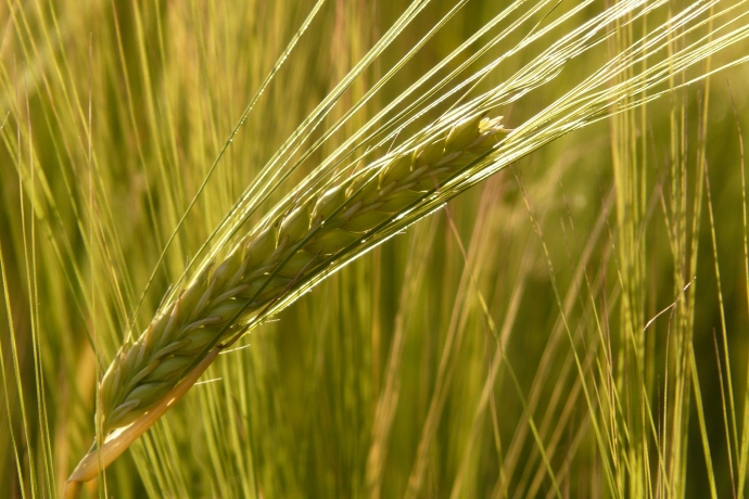 Getreide_Korn